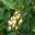 Clusters of cream urceolate flowers - Irish Strawberry Tree  Arbutus unedo