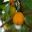 Arbutus unedo - Irish Strawberry Tree - Yellow fruits darkening to orange and red as they ripen