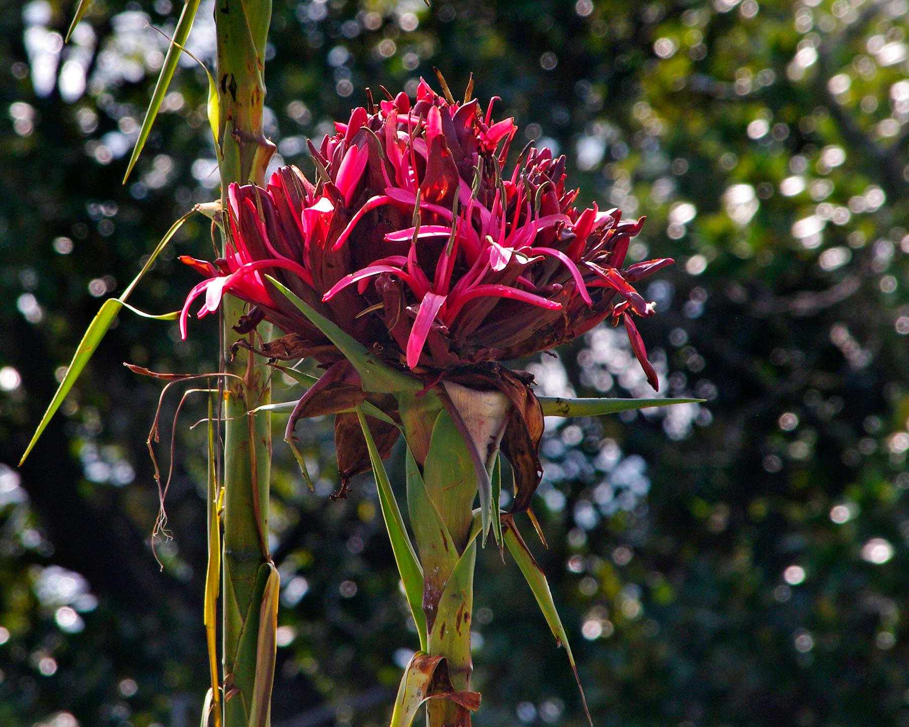 Doryanthes excelsa - as used in street plantings in Sydney during the 2000 Olympics to represent the torch and flame