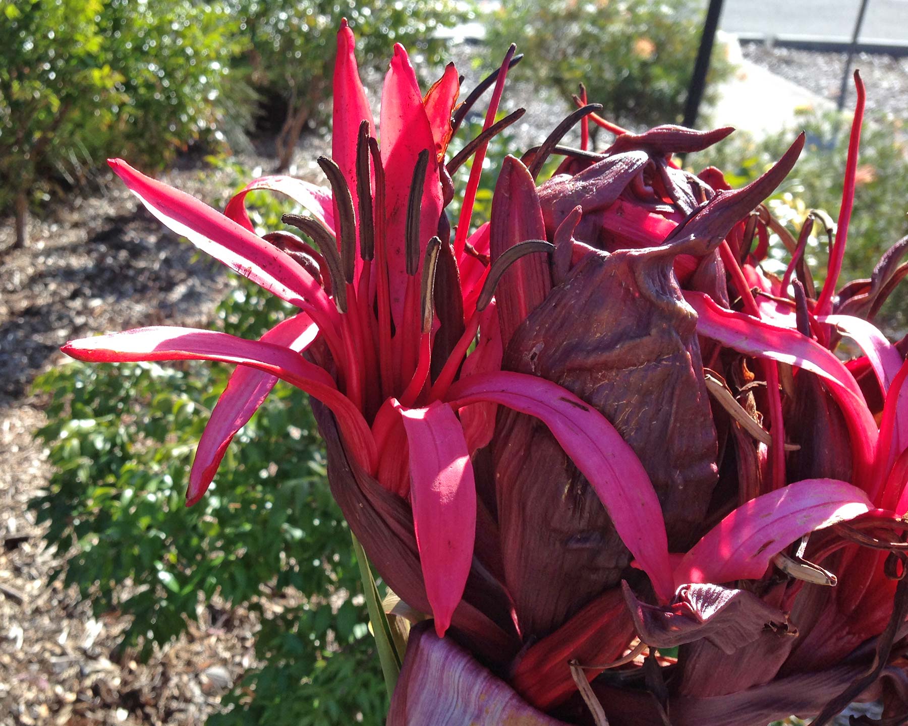 The flower head of the Gymea lily is made up of many bright red lily flowers.