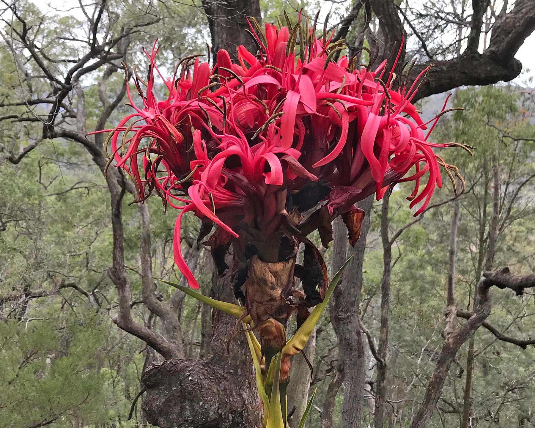 Gymea Lily, Doryanthes excelsa