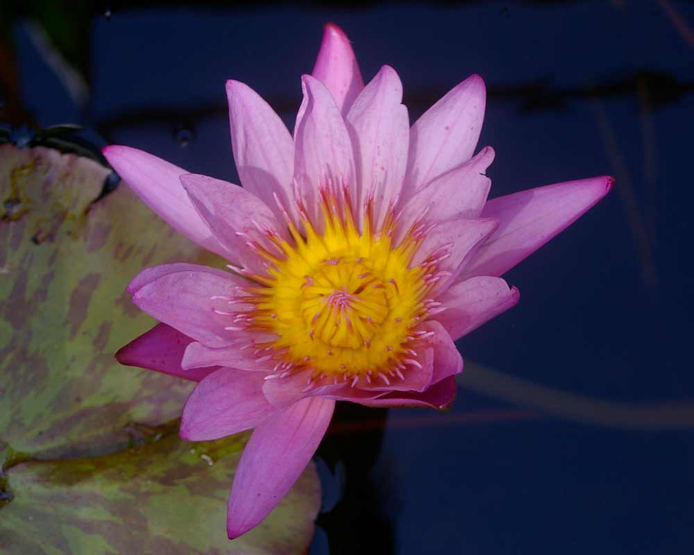 Nymphaea Tropical Charles Winch collection - this is Paula Louise