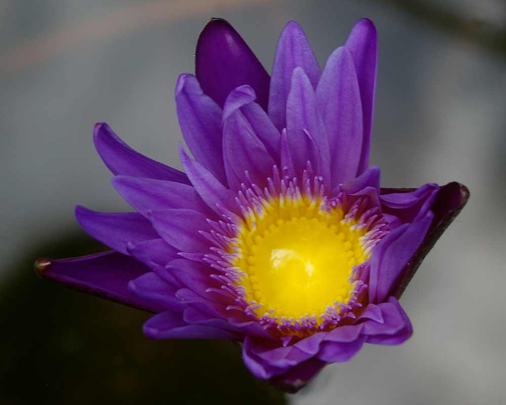 Nymphaea Tropical Charles Winch collection - this is Regal