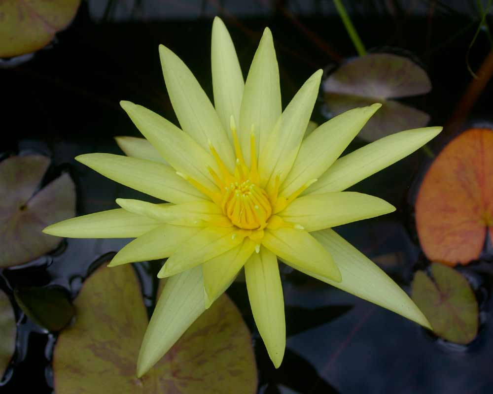 Nymphaea Tropical Charles Winch collection - this is Sunshine