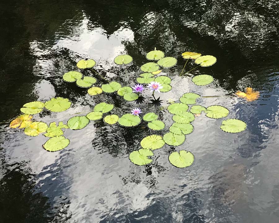 Tropical nymphaea pond at Sydney Botanic Gardens