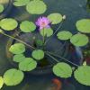 Nymphaea tropical hybrid - holds flower above the water