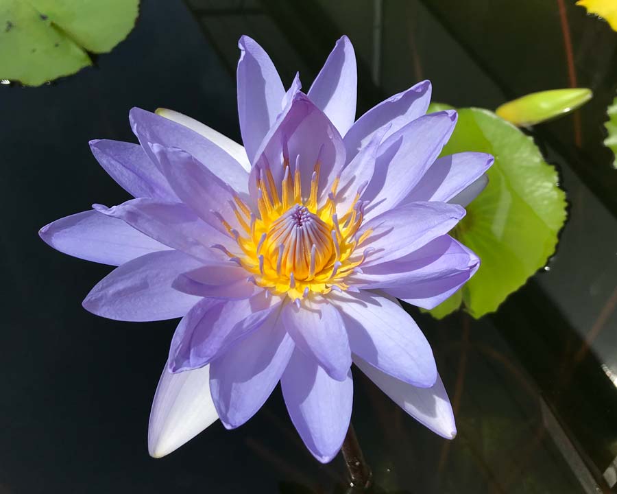 Nymphaea Tropical 'Mark Pullen' - bred in Sydney in 1987