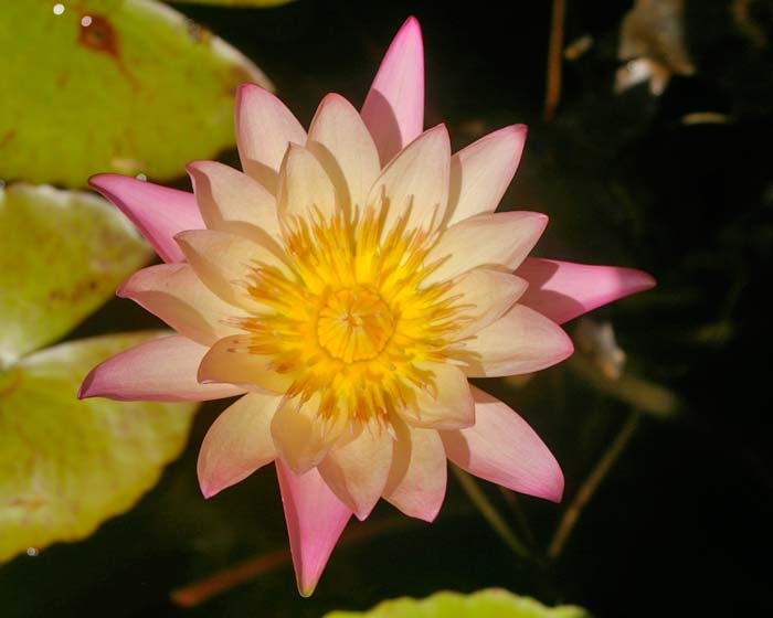Nymphaea Tropical Charles Winch collection - this is Sally Smith Thomas