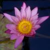 Nymphaea Tropical Charles Winch collection - this is Paula Louise