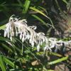 Ophiopogon jaburan