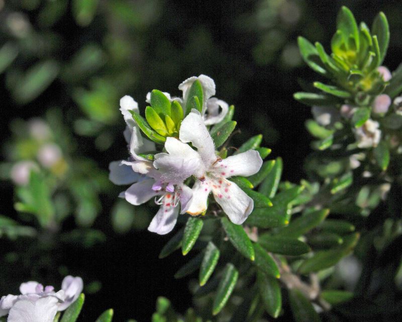 Coastal Rosemary Westringia fruiticosa - white two lipped flowers - the lower lips have purple freckles