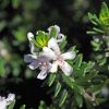 Coastal Rosemary Westringia fruiticosa - white two lipped flowers - the lower lips have purple freckles