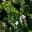 Westringia fruticosa - coastal Rosemary has linear to ovate leaves