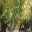 Acer negundo Aureo variegatum