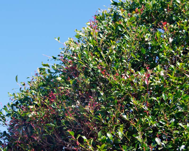 Acmena smithii has a dense growth habit when pruned regularly