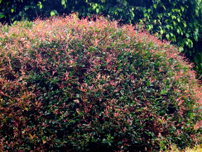 new bronzy red growth of Acmena syn Syzygium smithii