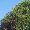 Acmena smithii has a dense growth habit when pruned regularly