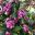Acmena smithii - Lilly Pilly Berries