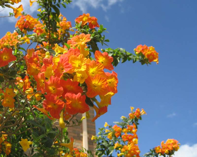 Streptosolen jamesonii - clusters of orange and yellow trumpet shapes flowers in mid spring.