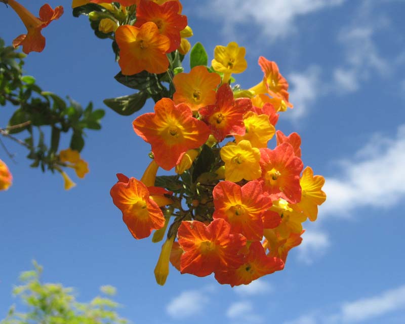 Streptosolen jamesonii - clusters of orange and yellow trumpet shapes flowers in late spring.