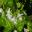 Ocimum basilicum - Sweet Basil flower