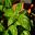 Ocimum basilicum - Sweet Basil