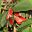 Kennedia rubicundra - photo Sarefo