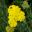 Achillea millefolium - this is Coronation Gold