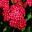 Achillea millefolium Paprika - small deep red flowers in tight flat Corymb shaped inflorescences