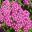Achillea with vibrant pink flowers