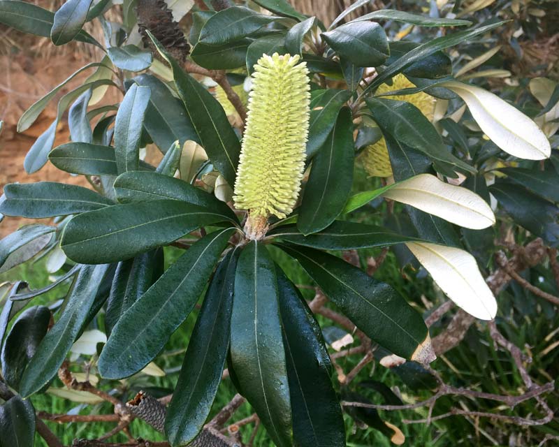 GardensOnline: Banksia integrifolia