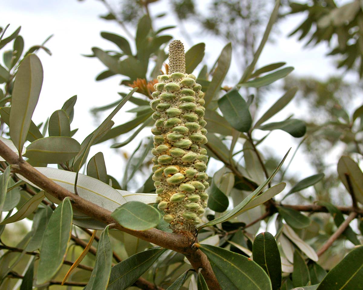 Banksia integrifolia, Coastal Banksia aged cone.
