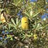 Banksia integrifolia - Coastal Banksia