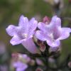 Strobilanthes anisophylla flower - photo HQ at Taipo Waterfront Park, Hong Kong