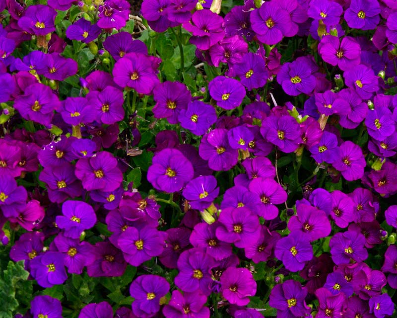 Aubrieta deltoidea - some darker shades available as well, this one is Purple Cascade.