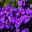 Aubrieta x GlacierBlue - deep mauve to purple flowers