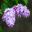 Syringa vulgaris, common lilac