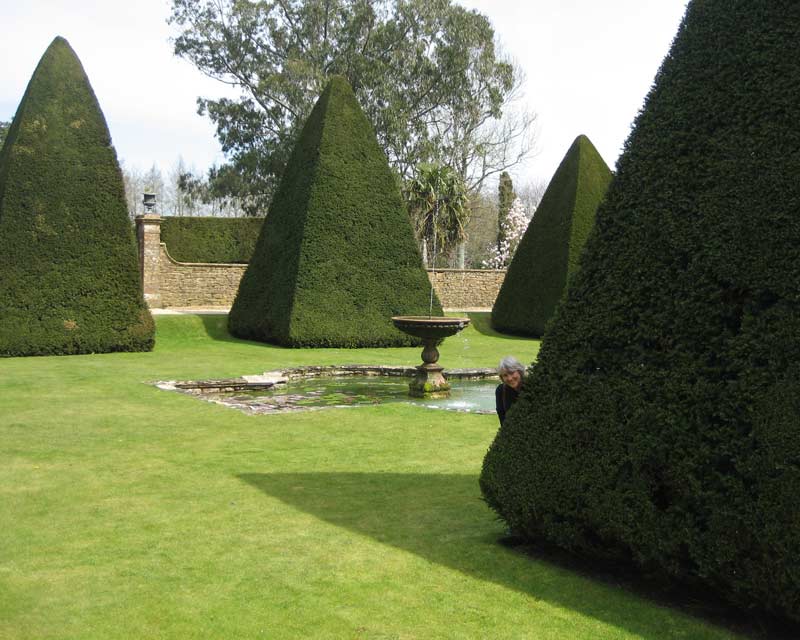 Taxus baccata, Yew topiary