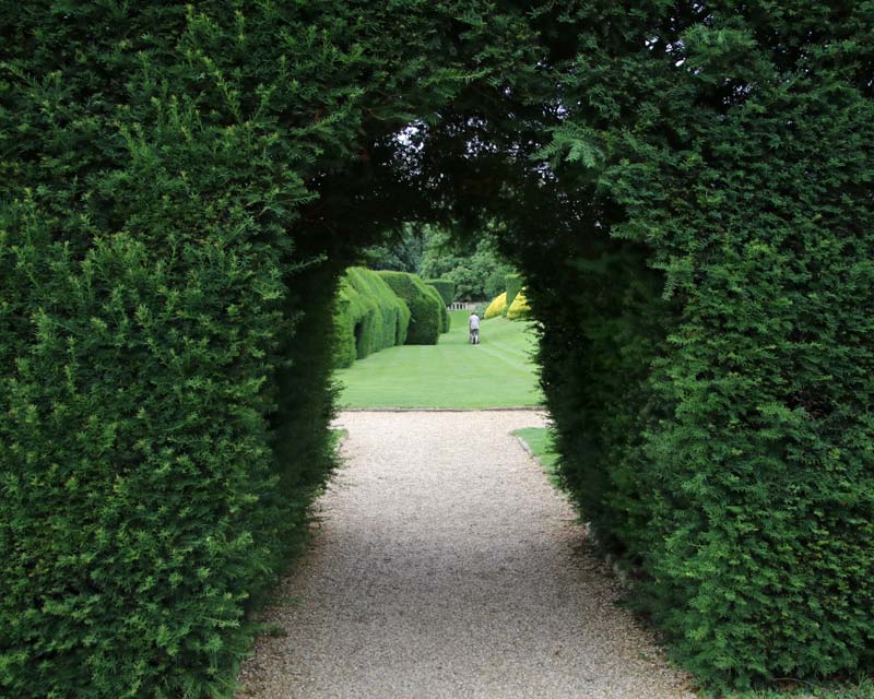 Taxus baccata, English Yew is perfect for big hedges and archways