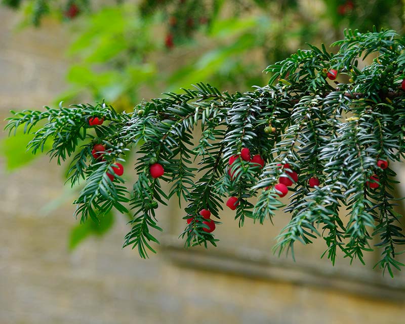 Taxus baccata, Yew berries