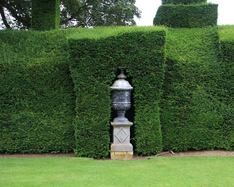 Plenty of Taxus baccata, English Yew, at Sudely Castle