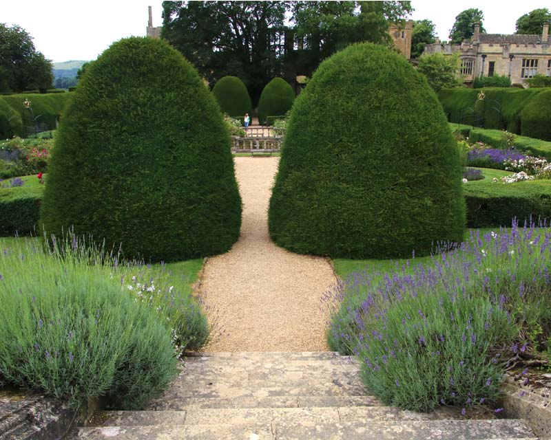 Taxus baccata, English Yew seen at best effect at Sudely Castle, UK