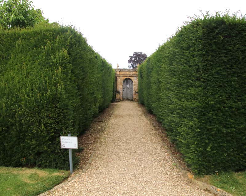 Taxus baccata, English Yew is the ultimate architectural plant.