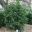 English Yew (Taxus baccata) -  Physic Garden Chelsea