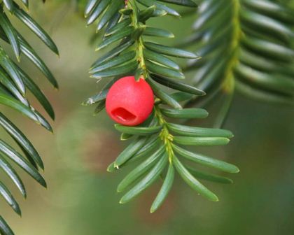 Taxus baccata, berry on the female plant