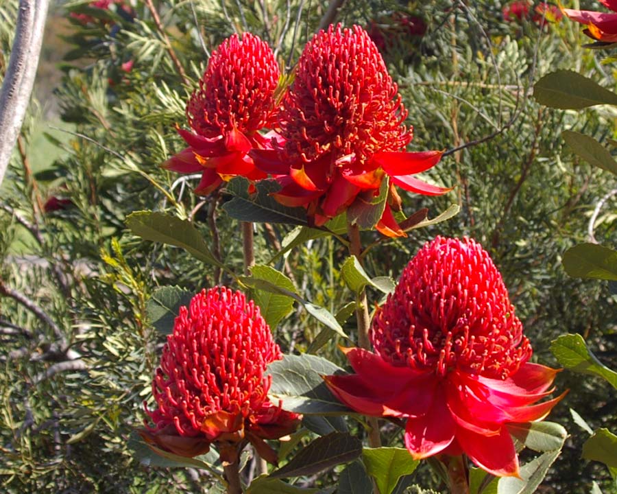 Wonderful dome of red flowers surrounded by red bracts - Waratah  Telopea speciosissima