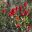 Wonderful dome of red flowers - Waratah  Telopea speciosissima