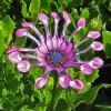 Osteospermum ecklonis - this is Serenity Lavender Bliss