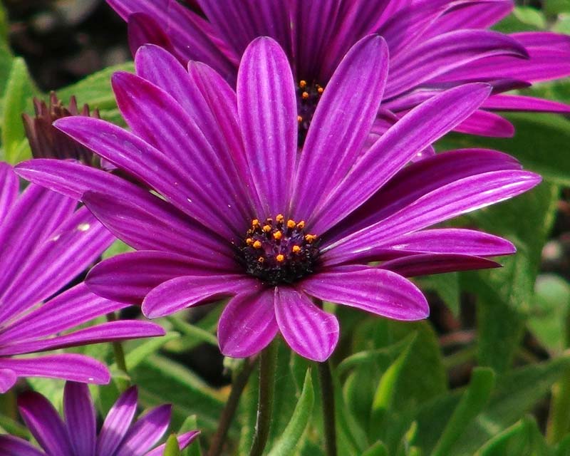 Osteospermum x Nairobi Purple - purple flowers with violet centre