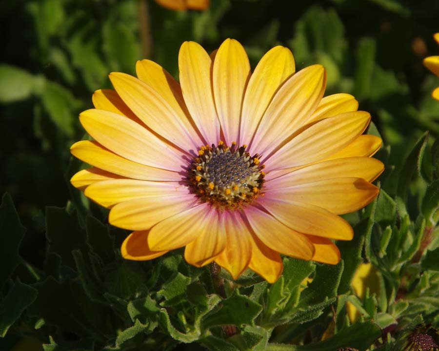 Osteospermum cultivar with cream and yellow flowers